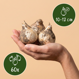 60x Allium Christophii - Sterrenlook - Paars - Zomerbloeier - Bolmaat 10/12