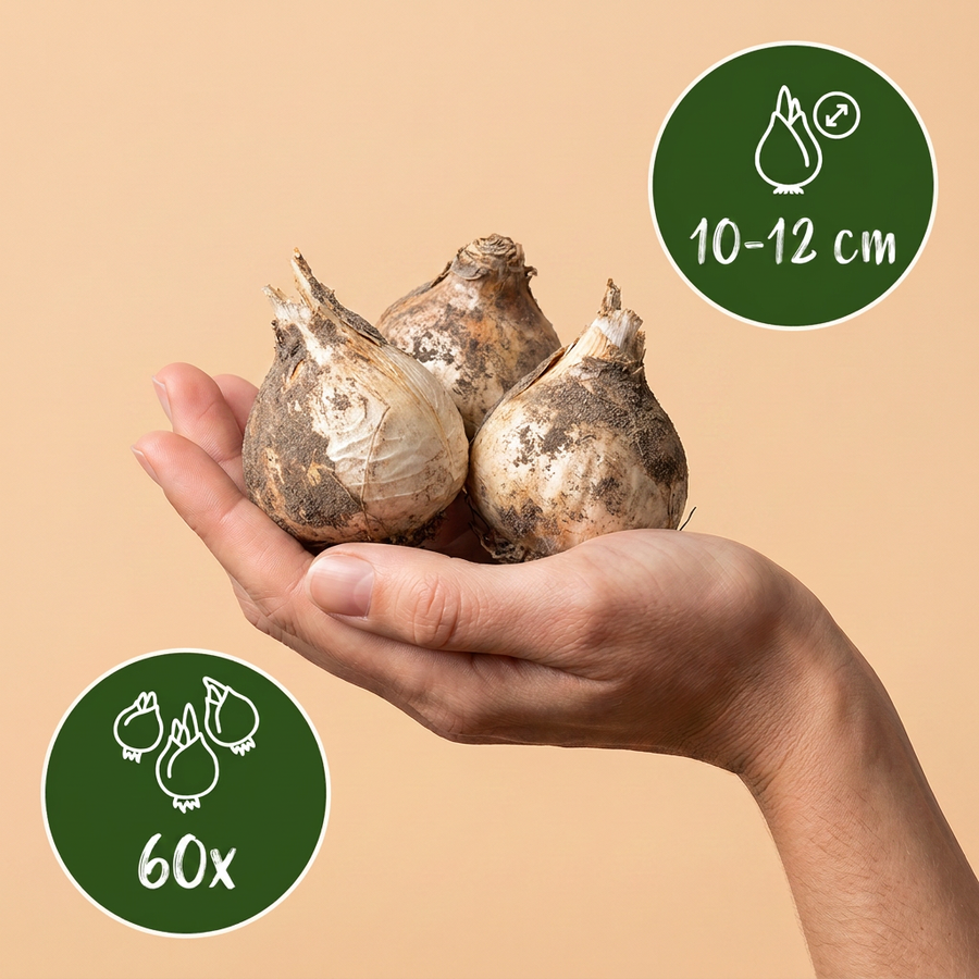 Alliumbollen Christophii — paars, 60 stuks (bolmaat 10/12)