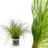Green boutiQ - Kamerplant - Cyperus alternifolius Zumula - Kattengras - Huisdiervriendelijke Plant - Groen - 1 Plant - Pot 12cm - Hoogte 20cm