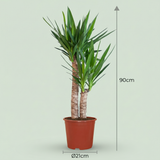 Green boutiQ - Kamerplant - Yucca (Palmlelie) - Yucca Elephantipes - Groen - Weinig onderhoud - 1 Plant - Pot 21cm - Hoogte 80 - 90cm