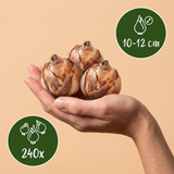 Bollenmix Natte Tuin — voor vochtige grond, 240 stuks (maat 10/12)