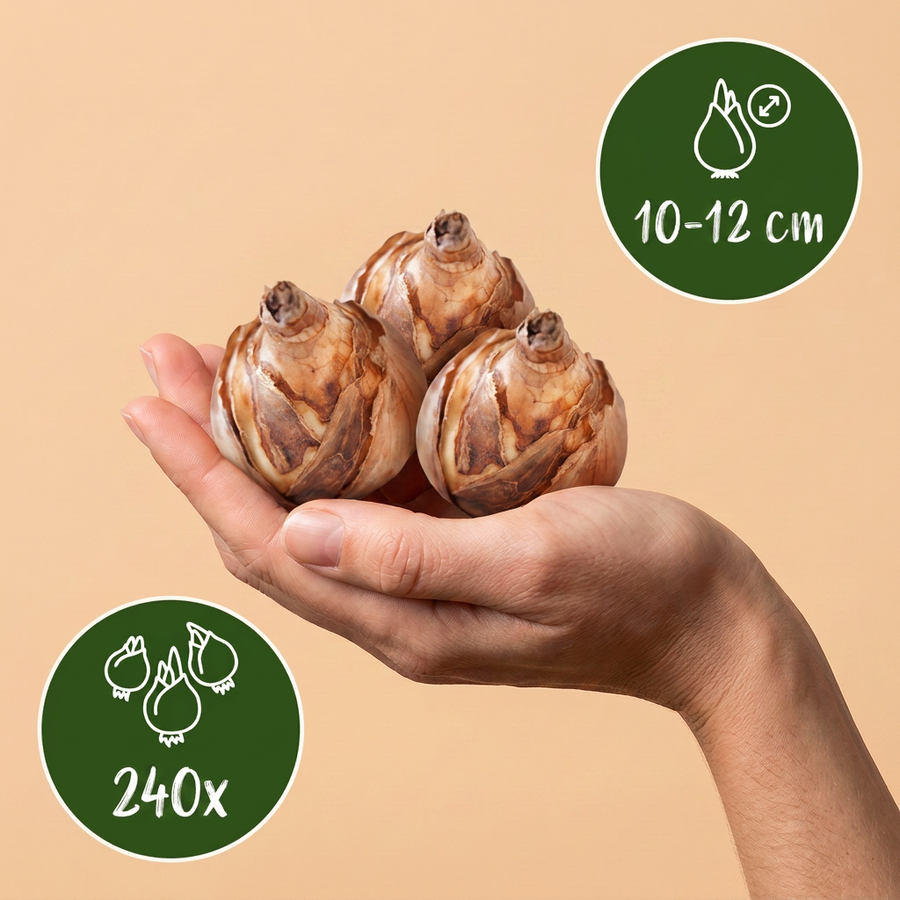 Bollenmix Natte Tuin — voor vochtige grond, 240 stuks (bolmaat 10/12)