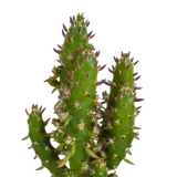 Cactus en vetplanten mix 5.5 cm | 15 stuks - in Mexicaanse pot