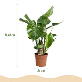 Green BoutiQ - Green is... Kamerplanten - Monstera Deliciosa - Gatenplant - Weinig onderhoud - Groen - 1 Plant - Pot 21cm - Hoogte 70-80cm
