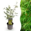 Green boutiQ - Tuinplant - Acer palmatum Emerald Lace - Groen - 1 Plant - Bladverliezend - Weinig Onderhoud - Pot 12cm Hoogte 35cm