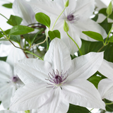 Clematis Garland Tsukiko 23cm