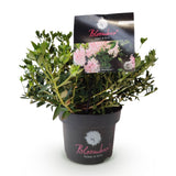 Green boutiQ - Dwerg Rhododendron - Rhododendron Bloombux Light Pink - Bloeiende Buxus - Weinig Onderhoud - Licht Roze Bloem - 1 Plant - Pot 17cm - Hoogte 30-40cm