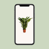 Spathiphyllum Sweet Sebastiano - Ø24cm - ↕110cm