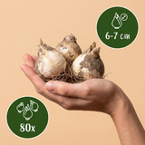 80x Allium Purple - White Mix - Sierui paars-wit mix - Paars en Wit - Zomerbloeier - Bolmaat 10/12