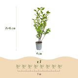 Green boutiQ - 16x Ligustrum ovalifolium - Gewone Liguster - Haagplanten - Groenblijvend - Groen - Pot 9cm - Hoogte 35-45cm
