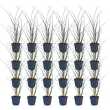 Green boutiQ - Grassen - Miscanthus sin. Gracillimus - Pampusgras - Met Pluim - Groen - 24 Planten - Pot 11cm - Hoogte 15-25cm
