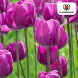 Tulpenbollen Purple Prince — paarsviolette tulp, 20 stuks (maat 11/12)