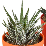 Gasteria/Haworthia mix 5,5cm - 5x - in gekleurde plasticpot