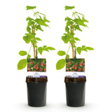 Green boutiQ - Fruitplant - Framboos - Rubus Mailing Promise- Rode Framboos - 2 planten -Pot 11cm Hoogte 40cm