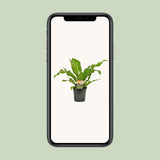 Asplenium Nidus - Ø17cm - ↕60cm