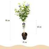 Green boutiQ - Tuinplant - Hibiscus syriacus Blue Chiffon® - Plant op stam - Terras Plant - Bladverliezend - Weinig Onderhoud - Pot 19cm Hoogte 90cm