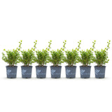 Green boutiQ - Buxus Haag - BetterBuxus Babylon Beauty - Resistant tegen de Buxus Schimmel - 7 planten - 1 strekkende meter - pot 10,5cm hoogte 25-30