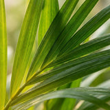 4x Areca Dypsis Lutescens Goudpalm - Ø 12 cm - Hoogte: 40 cm