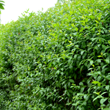 Palletdeal Haagplanten:50 Ligustrum Ovalifolium ↕ 80-100 - Ø 19cm | Mini Pallet