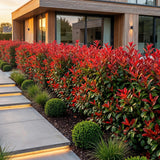 Green boutiQ - 8x Photinia fraseri Red Robin - Glansmispel - Haagplanten - Groenblijvend - Rood - Pot 9cm - Hoogte 25-35cm