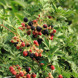 Green boutiQ - Fruitplant - Braam - Rubus Thornfree Evergreen - Zwarte Braam - Doornloos - 2 planten -Pot 11cm Hoogte 40cm
