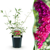 Green boutiQ - Tuinplant - Buddleja davidii Royal Red - Vlinderstruik - Winterhard - Rood - 1 Plant - Pot 17cm - Hoogte 45cm