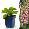 Green boutiQ - Vasteplant - Digitalis mertonensis - Vingerhoedskruid - Schaduw - Roze - 1 Plant - Pot 11cm - Hoogte 15-25cm