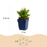 Green boutiQ - Vasteplant - Aster Wood's Pink - Pluimspirea - Bijen en Vlinderlokkers - Roze - 3 Planten - Pot 11cm - Hoogte 15-25cm