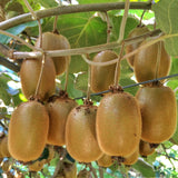 Green boutiQ - Fruitplant - Actinidia Weiki & Hayward - Kiwiplant - 1 Mannelijke - 3 Vrouwelijke - Planten - Groen - Pot 15cm - Hoogte 50cm