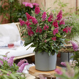 Green boutiQ - Tuinplant - Buddleja davidii Butterfly Candy Little Ruby - Vlinderstruik - Compact - Rood - 3 Planten - Pot 12cm - Hoogte 20-25cm