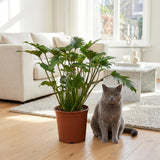 Green boutiQ - Kamerplant - Philodendron - Philodendron Xanadu - Groen - Weinig onderhoud - 1 Plant - Pot 19cm - Hoogte 60cm