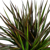 Dracaena Marginata Magenta met mand Ø24cm - ↕130 - 150cm