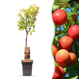 Green boutiQ - Fruitboom - Prunus domestica Victoria - Appelboom - Winterhard - Roze-Oranje Appel - 1 Plant - Pot 21cm - Hoogte 90cm