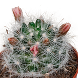 Cactus mix 5.5 cm - zonder pot bloeiend - 5x
