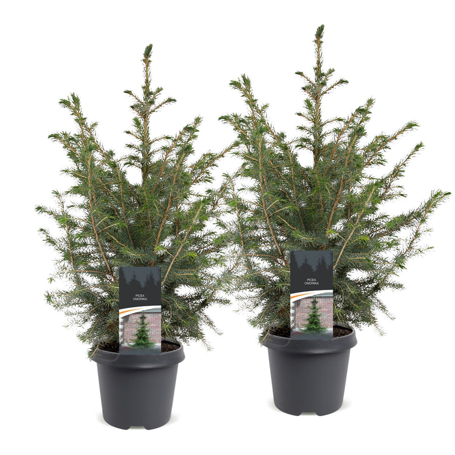 Set van 2 – Pot Ø23 cm · 70 cm hoog · Servische spar kerstboom (foto 2)