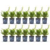 Green boutiQ - Buxus Haag - BetterBuxus Babylon Beauty - Resistant tegen de Buxus Schimmel - 14 planten - 2 strekkende meter - pot 10,5cm hoogte 25-30