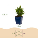 Green boutiQ - Vasteplant - Aster (D) Schneekissen - Zeeaster - Bijen en Vlinderlokkers - Wit - 1 Plant - Pot 11cm - Hoogte 15-25cm