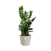 Zamioculcas – Hoogte 45-50 in ELHO b.for rock 14 cm warm grey