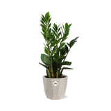 Zamioculcas – Hoogte 45-50 in ELHO b.for rock 14 cm warm grey