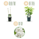 Green boutiQ - Tuinplant - Syringa vulgaris mme Lemoine - Gewone Sering - Winterhard - Wit - 1 Plant - Pot 17cm - Hoogte 45cm