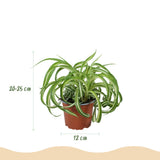 Green boutiQ - Kamerplant - Chlorophytum comosum Bonnie - Krullende Graslelie - Huisdiervriendelijke Plant - Groen - 2 Planten - met Potter Grijs - Pot 12cm - Hoogte 20cm