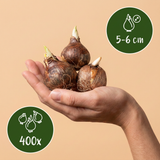 Krokusbollen soortenmix — botanische krokussen, 400 stuks (maat 5/6)
