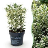 Green boutiQ - 24x Euonymus japonicus White Spire - Kardinaalsmuts - Haagplanten - Groenblijvend - Wit - Groen - Pot 9cm - Hoogte 20-30cm