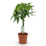 Green BoutiQ - Green is... Kamerplanten - Pachira Aquatica gevlochten stam - Geldboom - Weinig onderhoud - Groen - 1 Plant - Pot 21cm - Hoogte 80-90cm