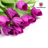 Tulpenbollen Purple Prince — paarsviolette tulp, 20 stuks (maat 11/12)