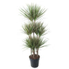 Dracaena Bicolor Carrousel - 150 cm - ø31