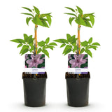Green boutiQ - Klimplant - Clematis Hagley Hybrid - Bloem Roze - Weinig onderhoud -2 planten -Pot 11cm Hoogte 40cm