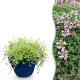 Green boutiQ - Vasteplant - Thymus praecox Minor - KruipTijm - Geurend - Roze - 24 Planten - Pot 11cm - Hoogte 15-25cm