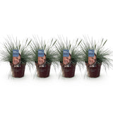 Green boutiQ - Siergrassen - Festuca glauca Intense Blue- Blauw - 4 Planten - Bladhoudend - Weinig Onderhoud - Pot 17cm Hoogte 50cm