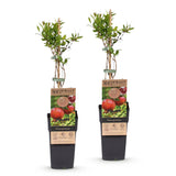 Green boutiQ - Fruitplant - Punica granatum - Granaatappel - Winterhard - Rood-Oranje Vrucht - 2 Planten - Pot 15cm - Hoogte 50cm